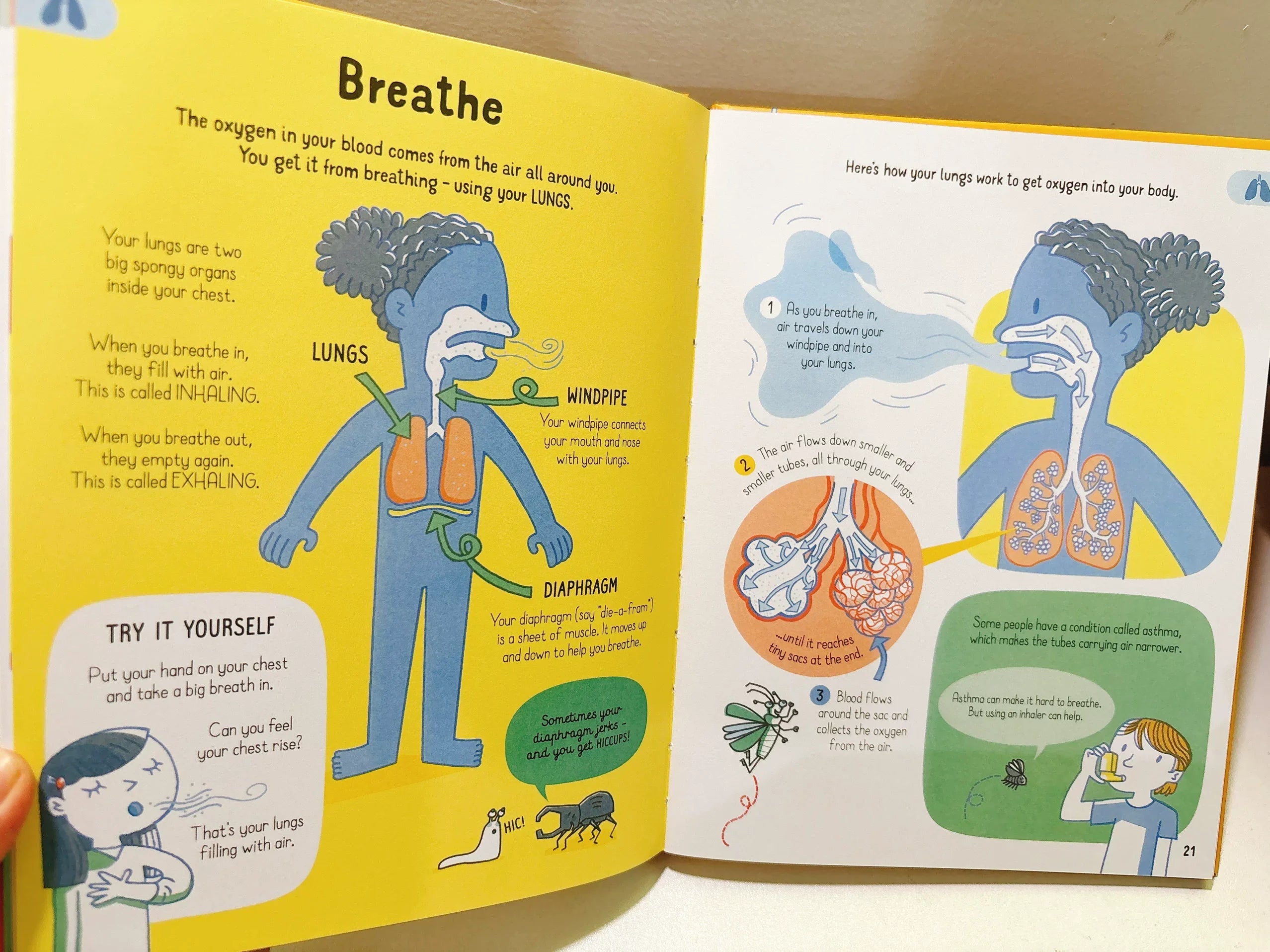 All You Need to Know about Your Body by Age 7 Children Educational English Picture Reading Book