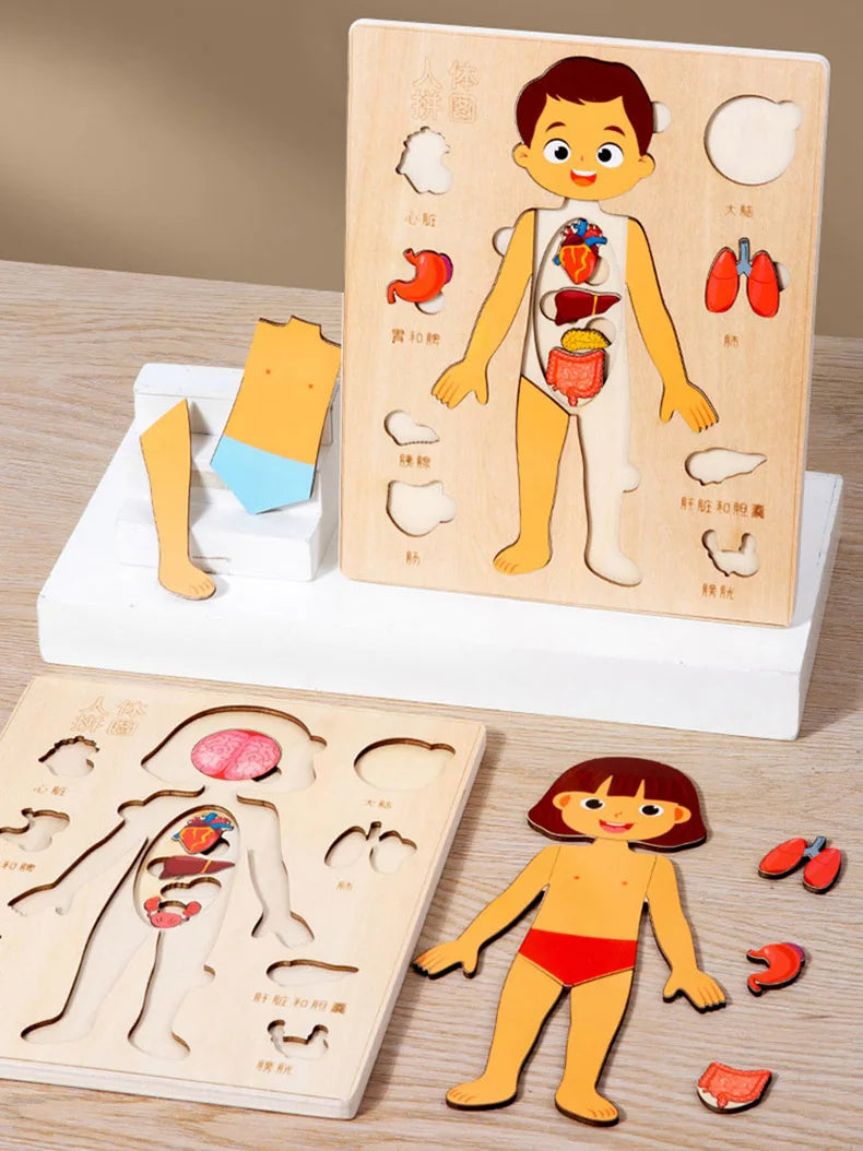 Montessori Human Body Puzzles Busy Board Body Parts Teaching Educational Anatomy Toy for Kids Children Early Learning Games