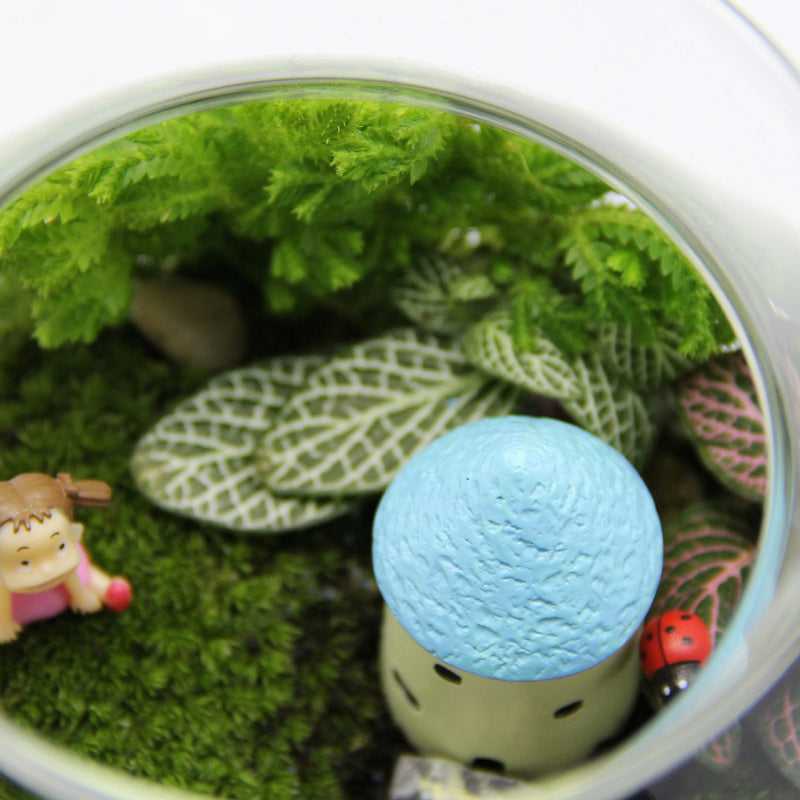 Moss Micro-Landscape Creative Gift Ornaments Green Plant Ecological Bottle Set Aerobic Plants Mini World